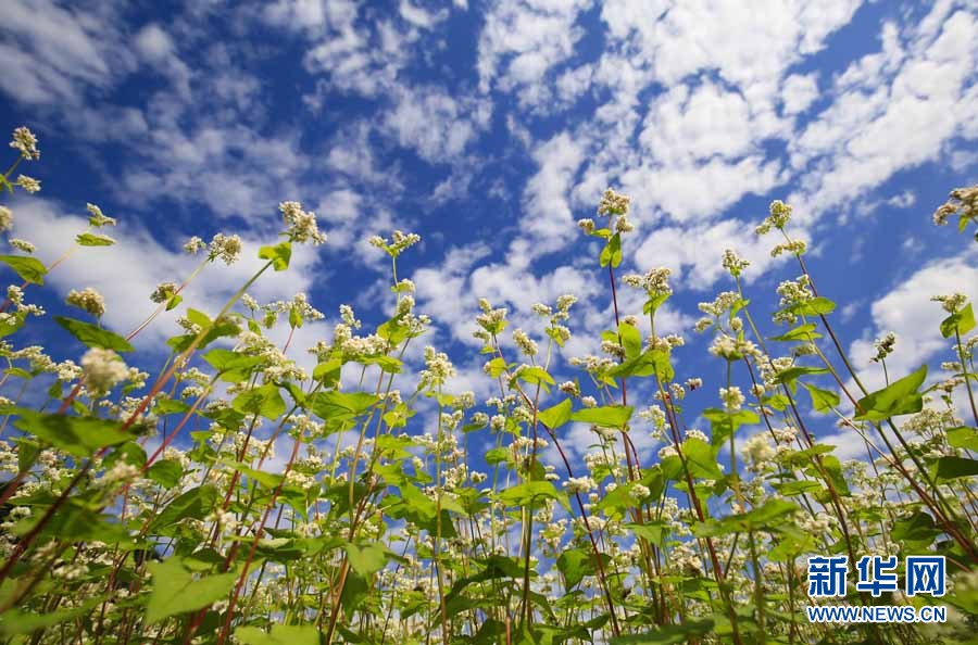 冬日浪漫！仫佬山鄉蕎麥花開