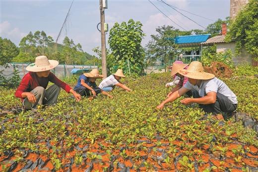 柳州市鹿寨多措並舉攻堅脫貧