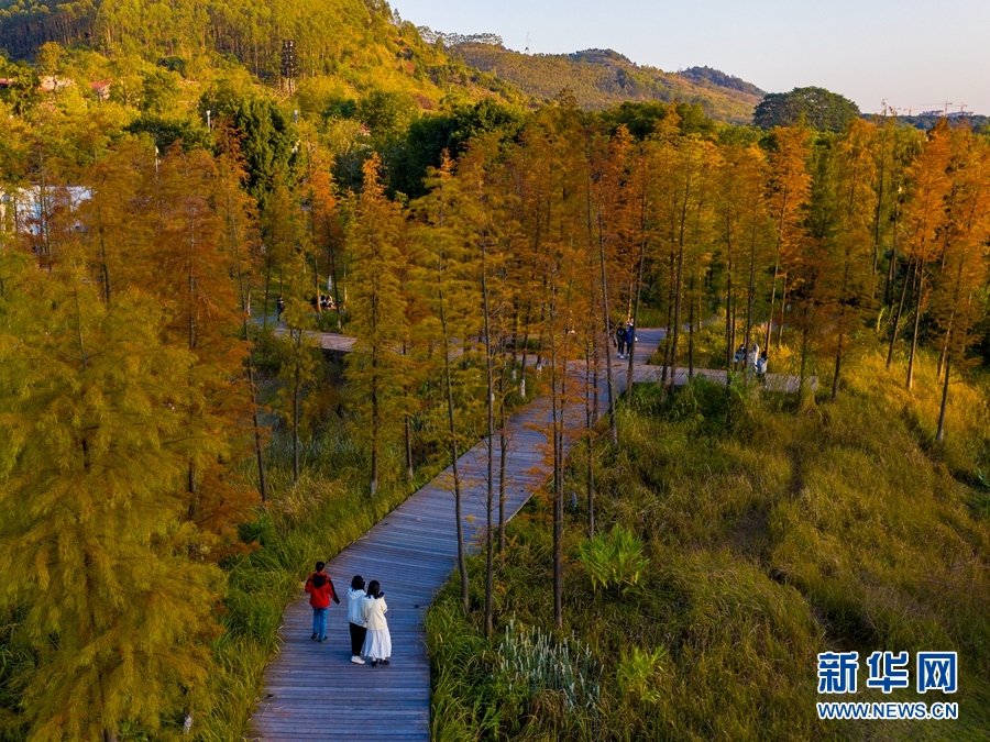 廣西梧州：蒼海濕地公園冬日景如畫