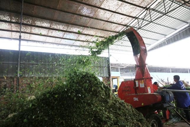 返鄉“牛郎”帶領鄉親走上一條綠草茵茵的致富新路