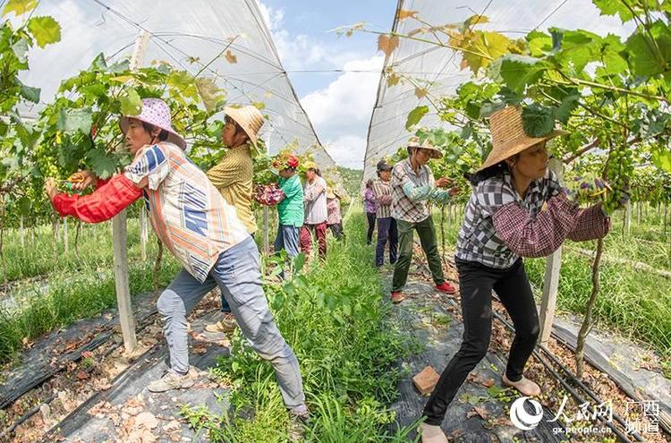 廣西梧州：特色産業富民助推脫貧