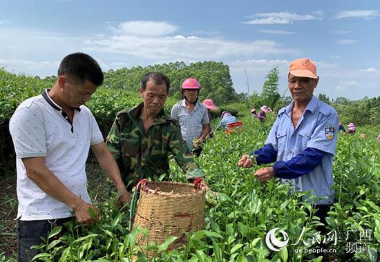 廣西上思：生態茶園香滿山 群眾生活在改善