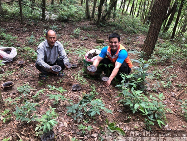 橫縣鎮龍鄉：林下種靈芝 鋪就致富路