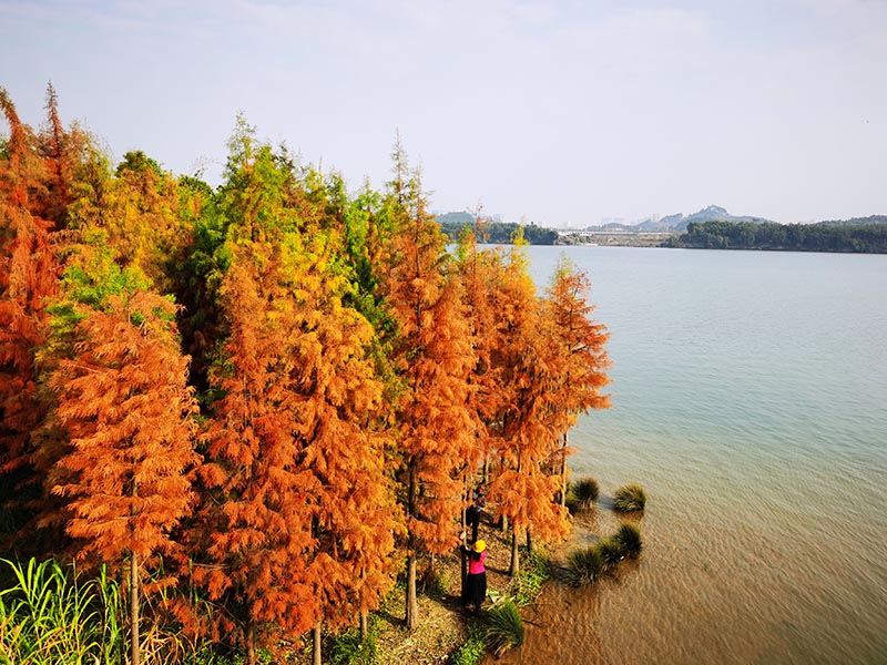 暖冬，柳州環江濱水大道水杉穿上了“紅衣”