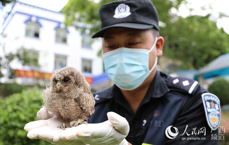 廣西憑祥救助國家二級野生保護動物貓頭鷹