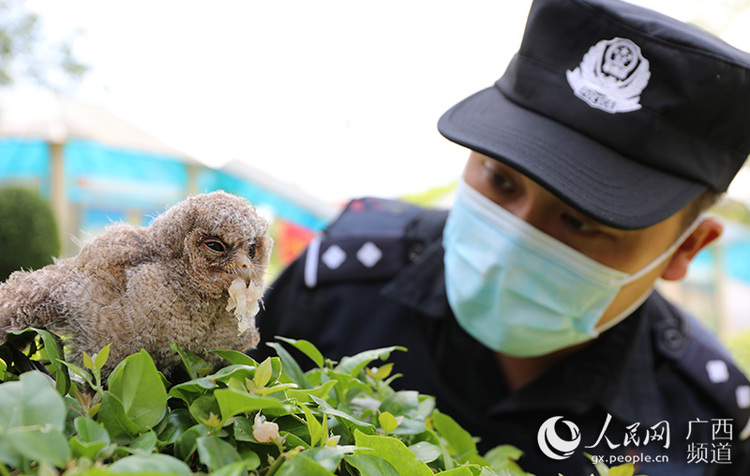 廣西憑祥救助國家二級野生保護動物貓頭鷹