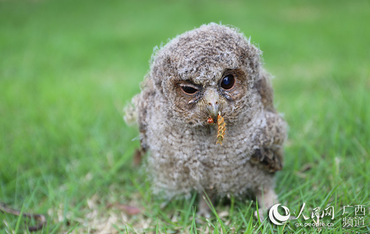 廣西憑祥救助國家二級野生保護動物貓頭鷹