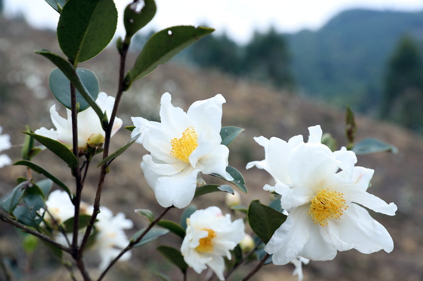 柳州市柳江區：千畝茶花開正艷 滿山芬芳説豐收