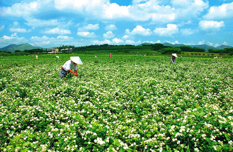 南寧橫州市茉莉花保護髮展地方性法規2022年施行