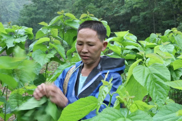 從貧困戶到致富帶頭人——記淩雲縣加尤鎮隴槐村養蠶專家張萬傳