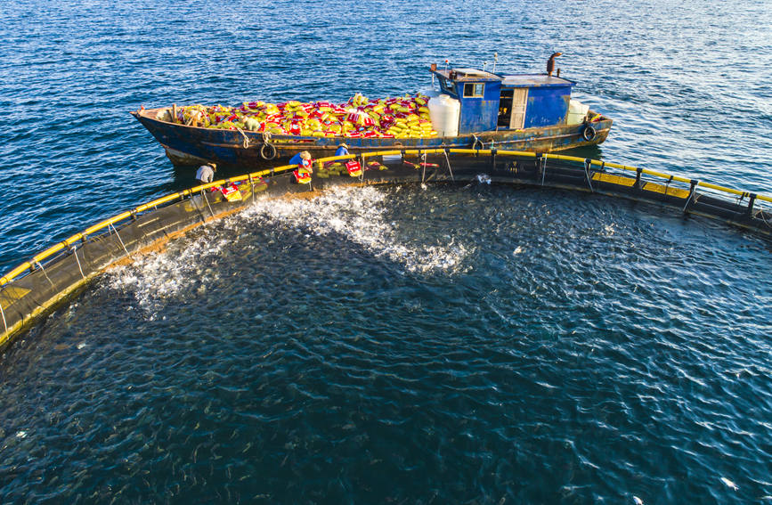 廣西北海：深水網箱養殖金鯧魚迎來好收成