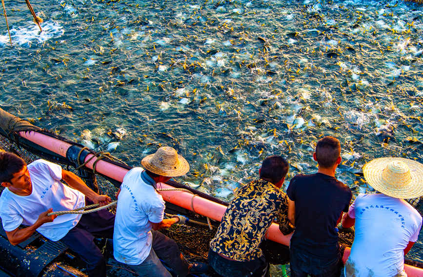 廣西北海：深水網箱養殖金鯧魚迎來好收成