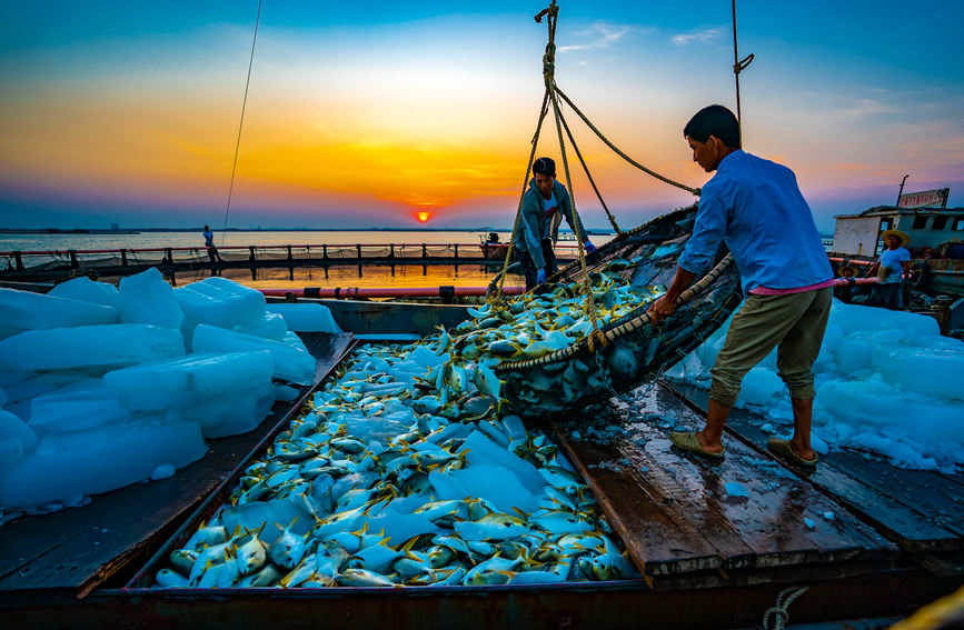 廣西北海：深水網箱養殖金鯧魚迎來好收成