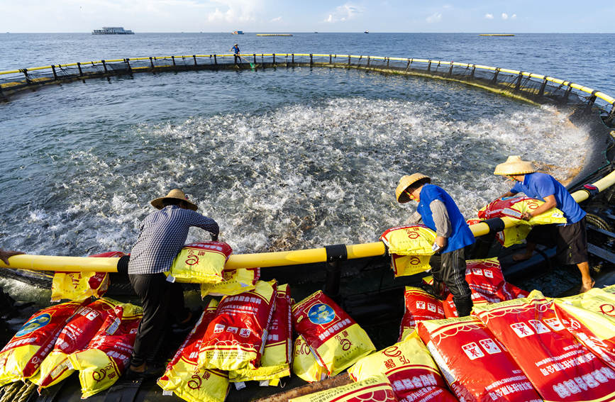 廣西北海：深水網箱養殖金鯧魚迎來好收成