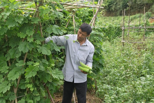 廣西淩雲縣“種菜大戶”陸文球：幸福生活是幹出來的