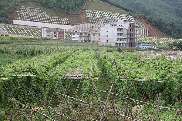 廣西淩雲縣“種菜大戶”陸文球：幸福生活是幹出來的