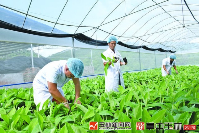 全國首家粉蕉香蕉無枯萎病健康二級種苗繁育基地落戶興業