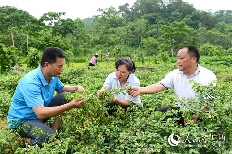 廣西容縣：“三果一椒”助脫貧