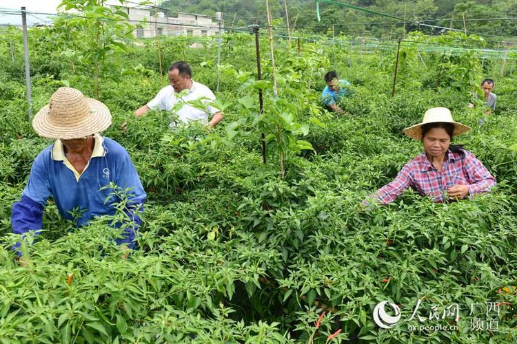 廣西容縣：“三果一椒”助脫貧