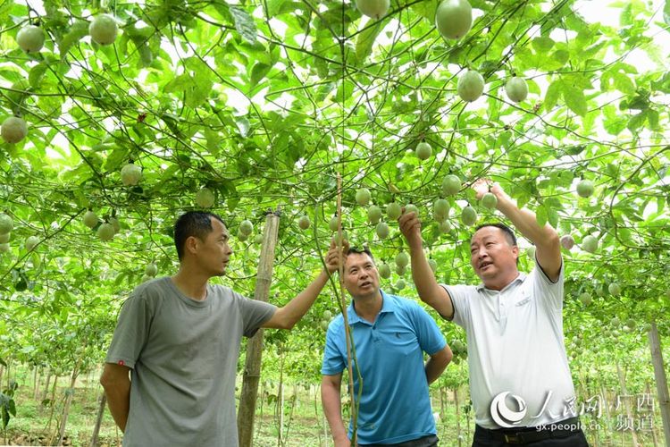 廣西容縣：“三果一椒”助脫貧