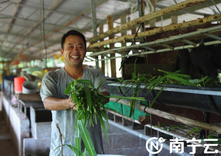 千名記者一線行|隆安縣布泉鄉巴香村：“羊倌”鄉村發致富“羊”財