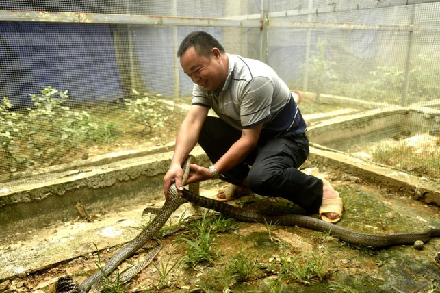 大瑤山中把蛇養 小山村裏的“黃金産業”