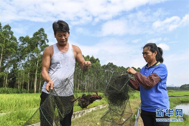 廣西武宣：稻蝦輪作助農增收