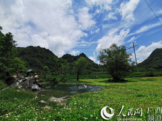 大石山區“空殼村”：種好“産業樹” 走上振興路