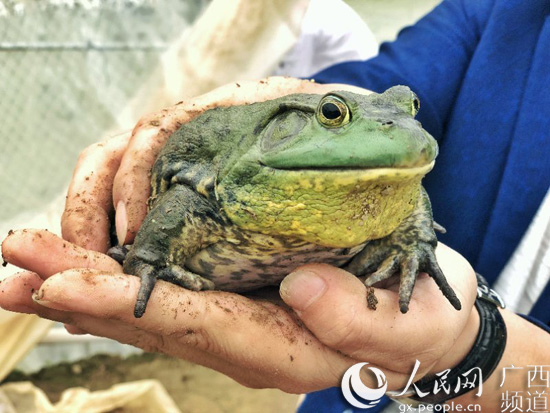 大石山區“空殼村”：種好“産業樹” 走上振興路