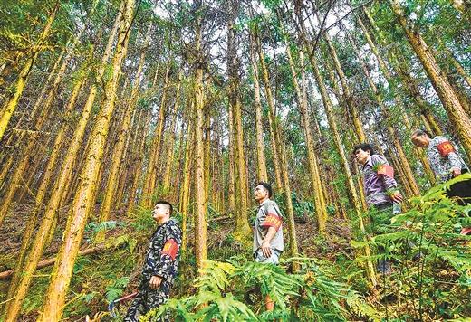 生態扶貧綠山富民