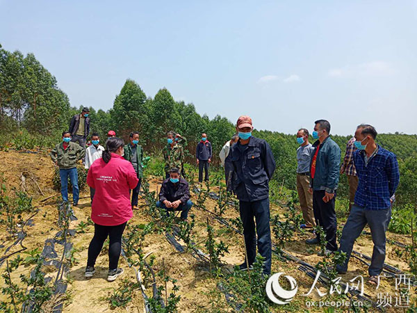 廣西南寧江南區延安鎮華南村 小山村大飛躍 村集體收入從無到有