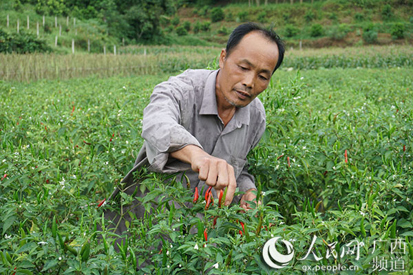 廣西南寧江南區延安鎮華南村 小山村大飛躍 村集體收入從無到有