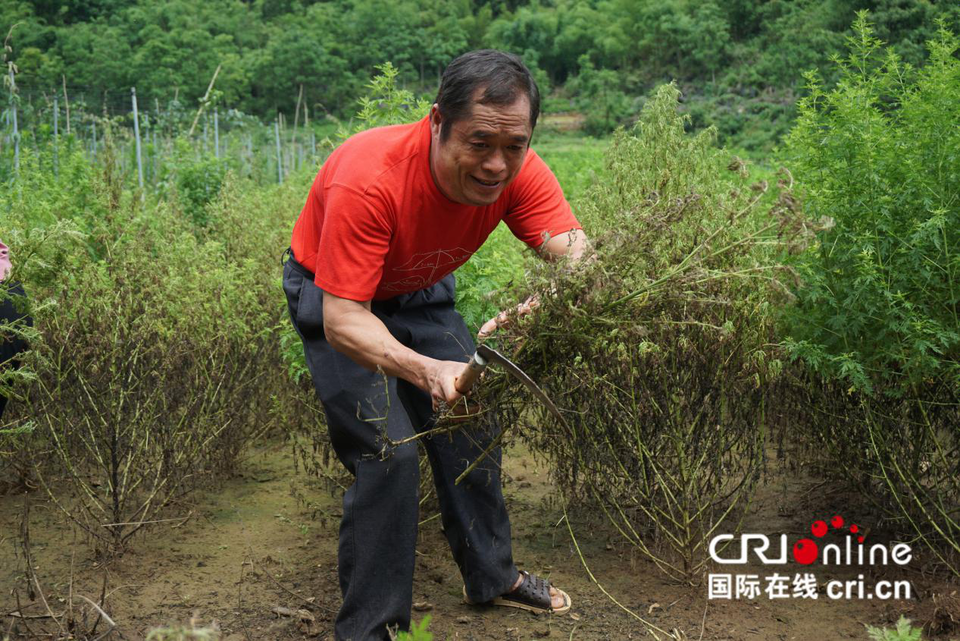 （有修改）【A】能治病的“青青草”帶來財富  河池羅城縣青蒿産業助脫貧