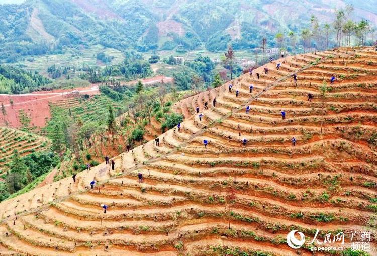 廣西三江：萬畝茶園管護忙