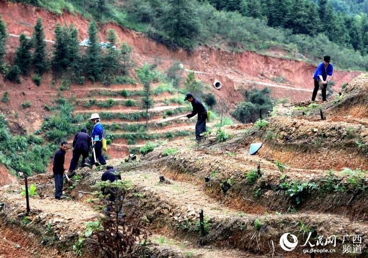 廣西三江：萬畝茶園管護忙