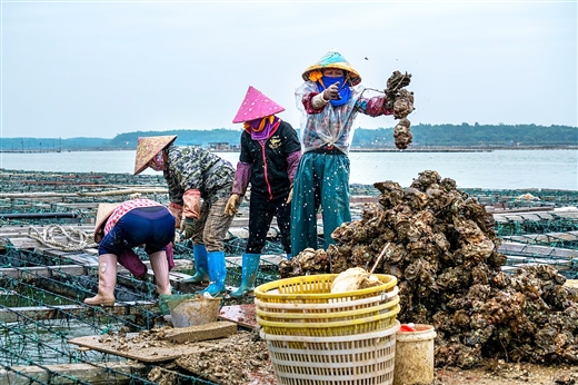 大坡村的生蠔産業鏈