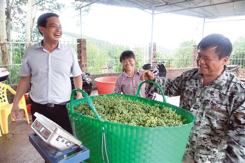 吳茱萸飄香 農民喜開顏