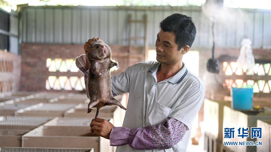 農民林景虹“養鼠”脫貧