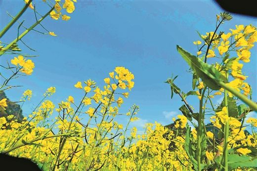 廣西融安；萬畝油菜花迎春開