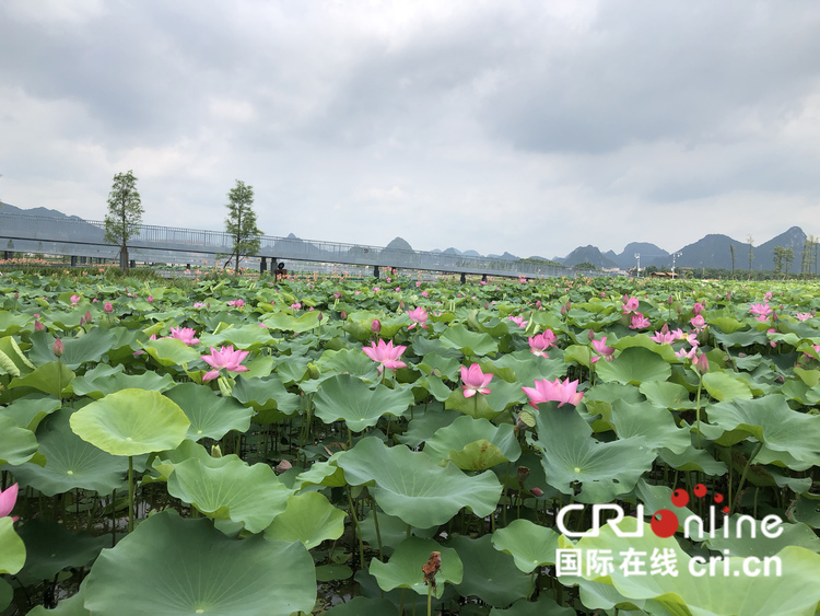 廣西貴港市第七屆荷花展啟動