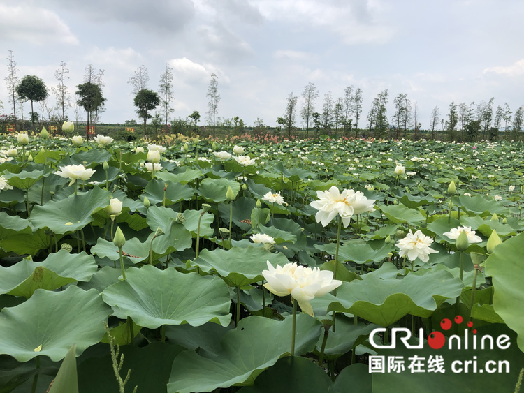 廣西貴港市第七屆荷花展啟動