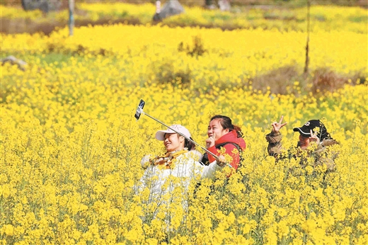 廣西融安；萬畝油菜花迎春開