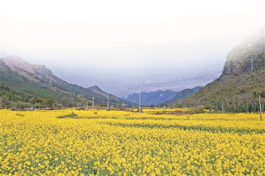 廣西融安；萬畝油菜花迎春開