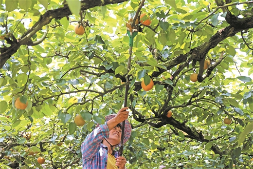 萬畝青花梨 甜了農民心