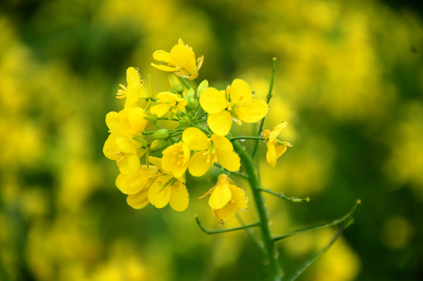 廣西賓陽縣古辣鎮千畝油菜花盛放