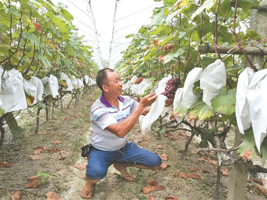 廣西這地方號稱"南方吐魯番" 葡萄遠銷海外