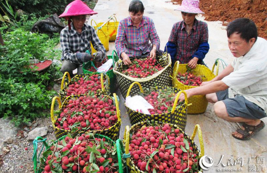 廣西上思：金源荔枝別樣紅