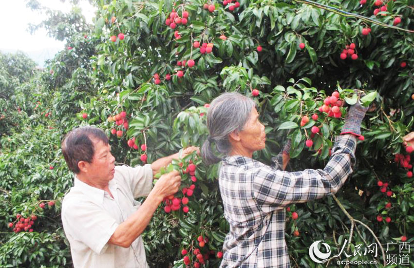 廣西上思：金源荔枝別樣紅