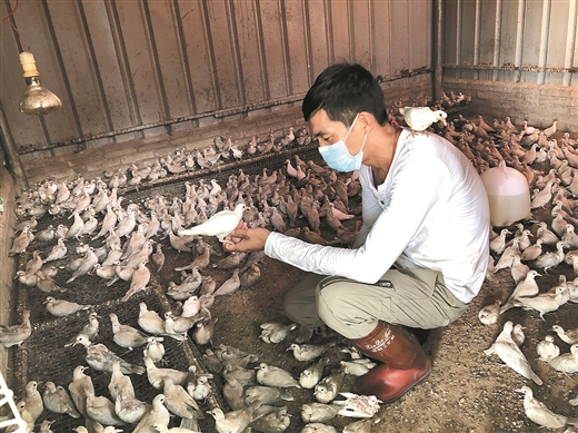 廣西合浦沙田鎮：養殖斑鳩 致富有道