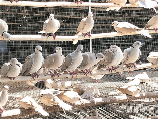 廣西合浦沙田鎮：養殖斑鳩 致富有道